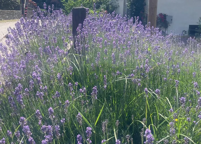 Appartamento Bilocale Per Gli Amanti Dello Sci